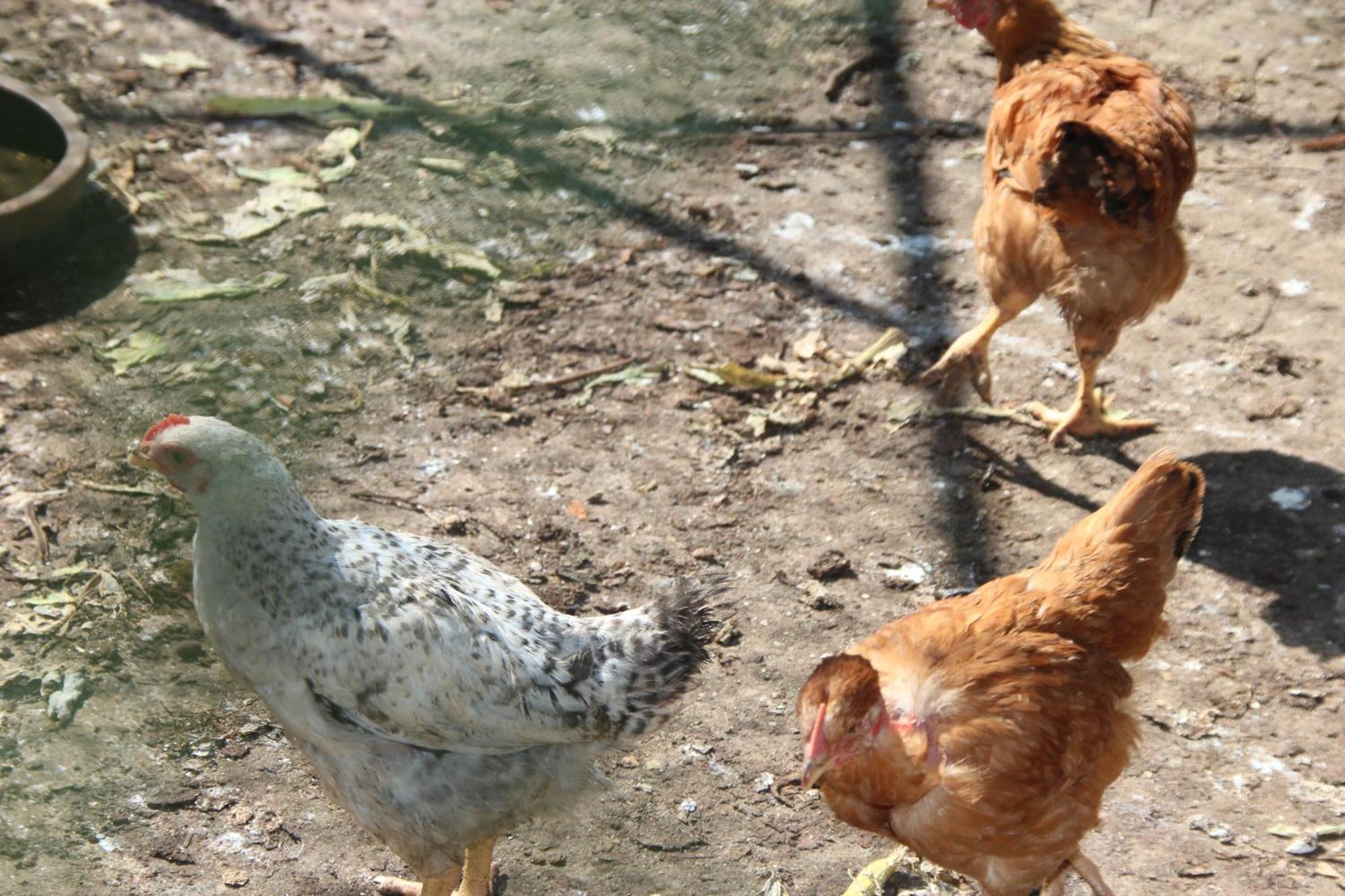 Bio Quinta Do Pantano, Agro Turismo Βίλα Santo Antonio da Serra Εξωτερικό φωτογραφία